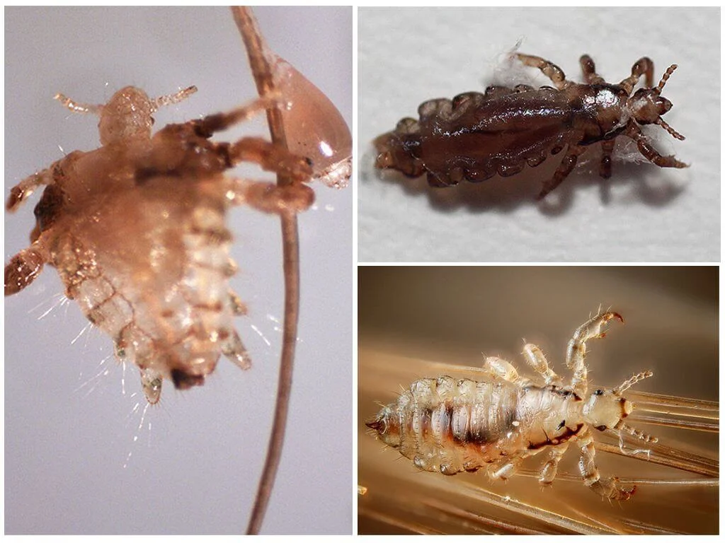 Kuş Biti İlaçlama