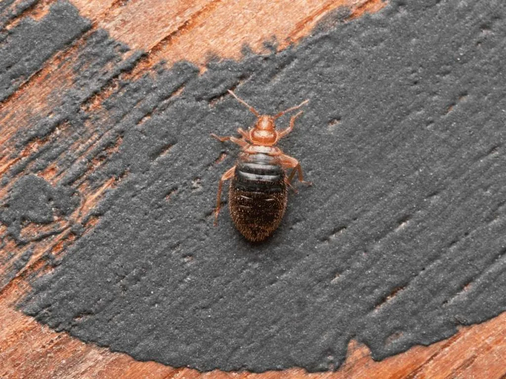 Tahta kurusu ilaçlama